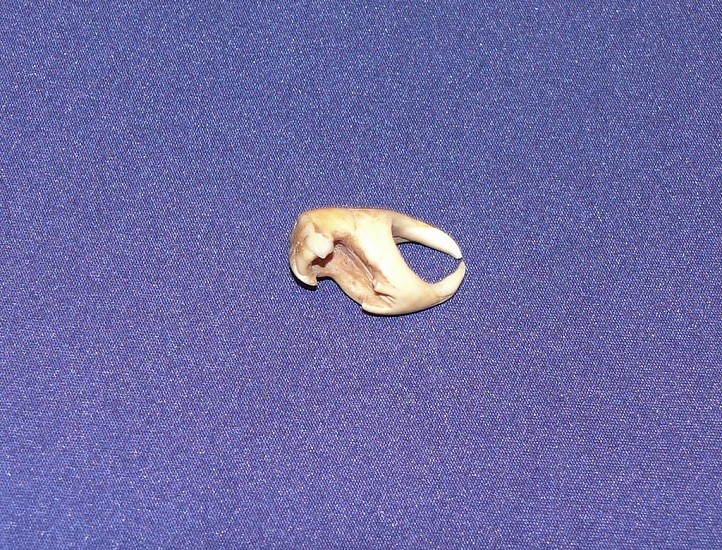 19th & 20th C Alaskan Anonymous, Amulet in form of walrus head with circular projections, 19th century
00225-1
