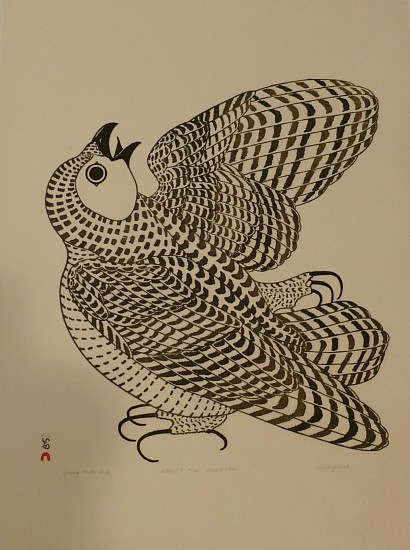 Kananginak Pootoogook, Young Arctic Owl, 31/100, 1976
Stencil, 34 x 24 1/2 in.
A vigorous young Arctic owl by Kananginak, stretching its wing and flexing its talons.  Kananginak was a meticulous observer of wildlife, and this image incorporates all of the owl's features into a dynamic, slightly abstract pose.
03551-1
